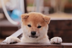 他の犬とはちょっと違う 柴犬ならではのトイレトレーニングを覚えよう みんなのペットライフ