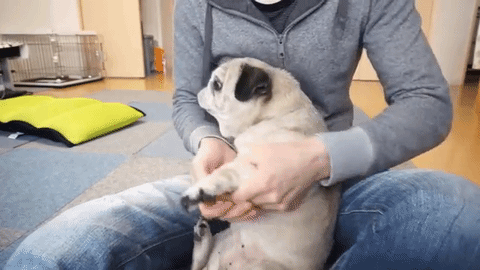 にげろ 爪きりが苦手なパグちゃん ご主人さまからの逃走劇 つ W つ みんなのペットライフ にげろ 爪きりが苦手なパグちゃん ご主人さまからの逃走劇 つ W つ みんなのペットライフ