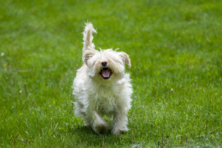 犬種によって臭さが違う 気になる犬のにおい 原因と対策を知ろう みんなのペットライフ