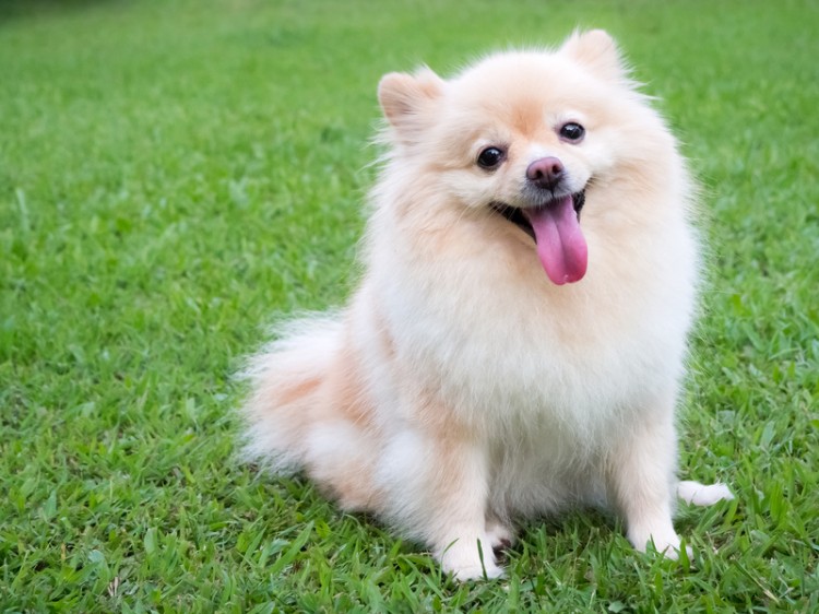 飼う前にチェックして ポメラニアンと合う飼い主さんはこんな人 みんなのペットライフ