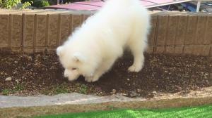だっこして 飼い主さん大好き とっても甘えん坊なサモエドのワンちゃん みんなのペットライフ だっこして 飼い主さん大好き とっても甘えん坊なサモエドのワンちゃん みんなのペットライフ