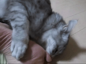 くっさー ご主人さまの足のニオイがたまらない 足フェチねこのシヴァちゃん みんなのペットライフ くっさー ご主人さまの足のニオイがたまらない 足フェチねこのシヴァちゃん みんなのペットライフ