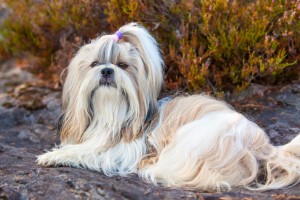 シーズーの歴史 愛され続ける理由は 成熟した性格にあり みんなのペットライフ