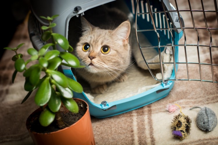 観葉植物を見つめる猫