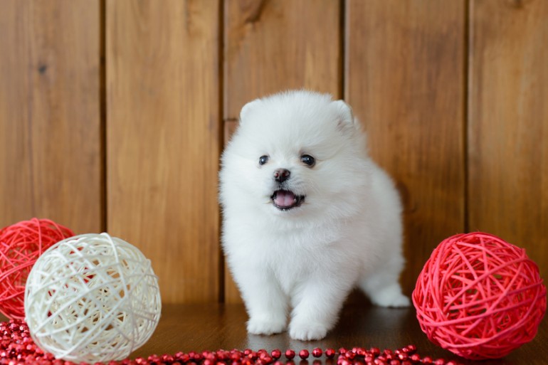 ポメラニアンはどれくらい小さいの サイズや飼い方の注意点をまとめました みんなのペットライフ