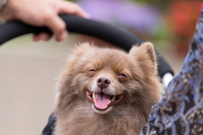 ポメラニアンのミックス犬とは ミックス犬の魅力と飼うときの注意点 みんなのペットライフ