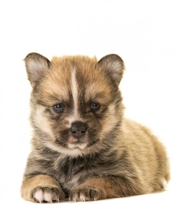 ポメラニアンのミックス犬とは ミックス犬の魅力と飼うときの注意点 みんなのペットライフ