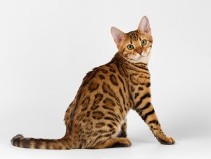 一人暮らしでもベンガルは飼える ベンガルの性格や留守中の注意点などをまとめました みんなのペットライフ 一人暮らしでもベンガルは飼える ベンガルの性格や留守中の注意点などをまとめました みんなのペットライフ