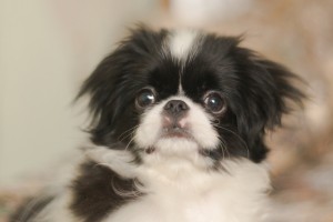 やっぱり犬が好き 偉人達の犬好きエピソード 日本史編 みんなのペットライフ