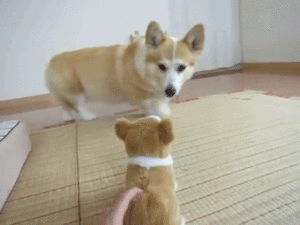 キミ だあれ コーギーのぬいぐるみに ちょっぴりドキドキな反応の花ちゃん みんなのペットライフ キミ だあれ コーギーのぬいぐるみに ちょっぴりドキドキな反応の花ちゃん みんなのペットライフ