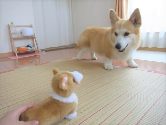 キミ だあれ コーギーのぬいぐるみに ちょっぴりドキドキな反応の花ちゃん みんなのペットライフ