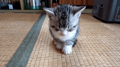 空虚 デイジー ゴネリル 猫 Gif かわいい Uscommunityleadership Org 空虚 デイジー ゴネリル 猫 Gif かわいい Uscommunityleadership Org