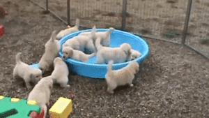 なんでぇ 水なしプールに納得がいかないゴールデンレトリバー赤ちゃんたち みんなのペットライフ なんでぇ 水なしプールに納得がいかないゴールデンレトリバー赤ちゃんたち みんなのペットライフ