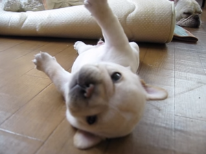 ゴロンゴローン 起き上がれずにひたすら転がりつづけるフレブルのチャイくん みんなのペットライフ ゴロンゴローン 起き上がれずにひたすら転がりつづけるフレブルのチャイくん みんなのペットライフ