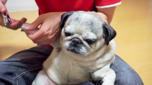 もみくちゃ天国 おじちゃんが大好きすぎるパグの赤ちゃんたち みんなのペットライフ