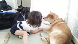 カワイイ同士のふれあい 女の子と遊ぶ柴犬ちゃんのオトナ対応にホッコリ みんなのペットライフ カワイイ同士のふれあい 女の子と遊ぶ柴犬ちゃんのオトナ対応にホッコリ みんなのペットライフ