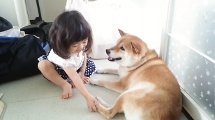 カワイイ同士のふれあい 女の子と遊ぶ柴犬ちゃんのオトナ対応にホッコリ みんなのペットライフ カワイイ同士のふれあい 女の子と遊ぶ柴犬ちゃんのオトナ対応にホッコリ みんなのペットライフ