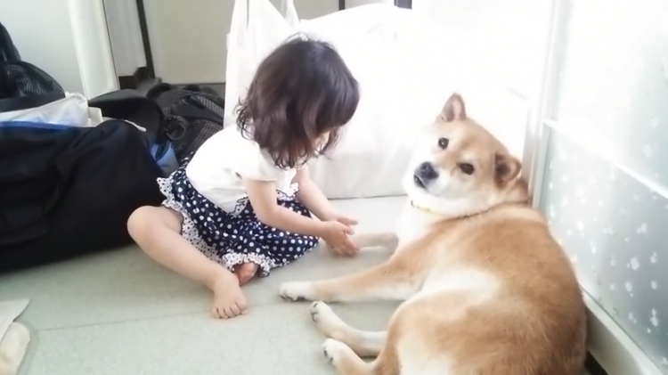 カワイイ同士のふれあい 女の子と遊ぶ柴犬ちゃんのオトナ対応にホッコリ みんなのペットライフ