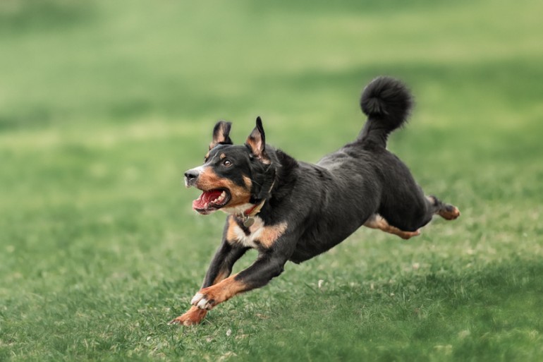 あなたはどっち派 犬と猫 くらべると見えてくる10の違い みんなのペットライフ