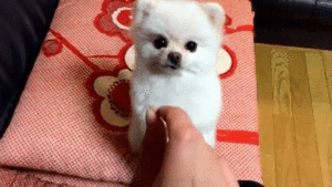 ちょーだい ちっちゃなおててで おねだりの練習に励む白ポメラニアンちゃん みんなのペットライフ ちょーだい ちっちゃなおててで おねだりの練習に励む白ポメラニアンちゃん みんなのペットライフ