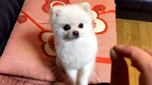 ちょーだい ちっちゃなおててで おねだりの練習に励む白ポメラニアンちゃん みんなのペットライフ ちょーだい ちっちゃなおててで おねだりの練習に励む白ポメラニアンちゃん みんなのペットライフ