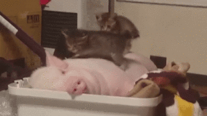起きないニャ ちっちゃな子ねこ兄妹 ブタさんベッドの上でで大はしゃぎ みんなのペットライフ 起きないニャ ちっちゃな子ねこ兄妹 ブタさんベッドの上でで大はしゃぎ みんなのペットライフ