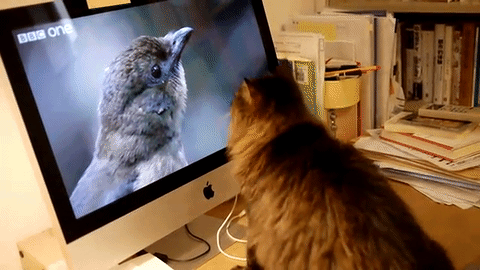どこにいるのニャ Pcモニターに映る 小鳥さんが気になっちゃうニャンコさん みんなのペットライフ どこにいるのニャ Pcモニターに映る 小鳥さんが気になっちゃうニャンコさん みんなのペットライフ