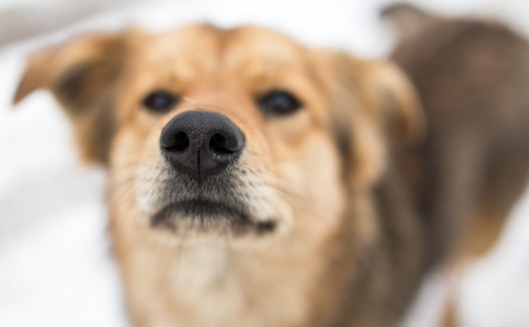 犬のキスはうれしい 危険 犬が口をなめる意味を真面目に考える みんなのペットライフ