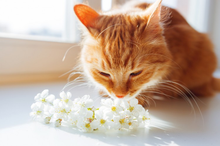 花のにおいを嗅ぐ猫