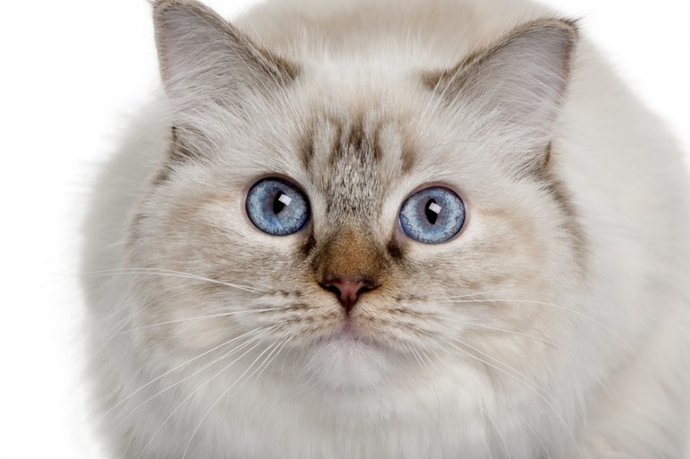 おもしろ猫学 猫の大きな目にまつわる8つの不思議 みんなのペットライフ