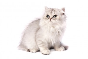 ゴージャスな毛並みが魅力的 ペルシャの性格と飼い方のポイントについて みんなのペットライフ ゴージャスな毛並みが魅力的 ペルシャの性格と飼い方のポイントについて みんなのペットライフ