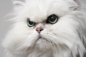 ペルシャ特集｜ペルシャの性格、飼い方、価格相場・人気記事・ブリーダー＆子犬情報｜みんなのペットライフ