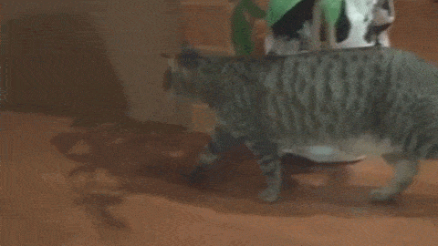 覆面ねこ ダンボールをかぶって歩き回るねこちゃんがとってもキュート みんなのペットライフ 覆面ねこ ダンボールをかぶって歩き回るねこちゃんがとってもキュート みんなのペットライフ