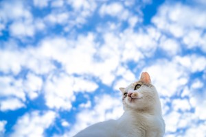 おもしろ猫学 猫の世界は音から始まる 猫の耳の驚くべき能力 みんなのペットライフ