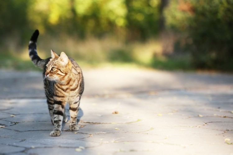 クールなようで実はバレバレ しぐさで見抜く猫のホンネ みんなのペットライフ