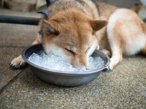防いであげられるのは飼い主だけ 本当は怖い犬の熱中症 みんなのペットライフ 防いであげられるのは飼い主だけ 本当は怖い犬の熱中症 みんなのペットライフ