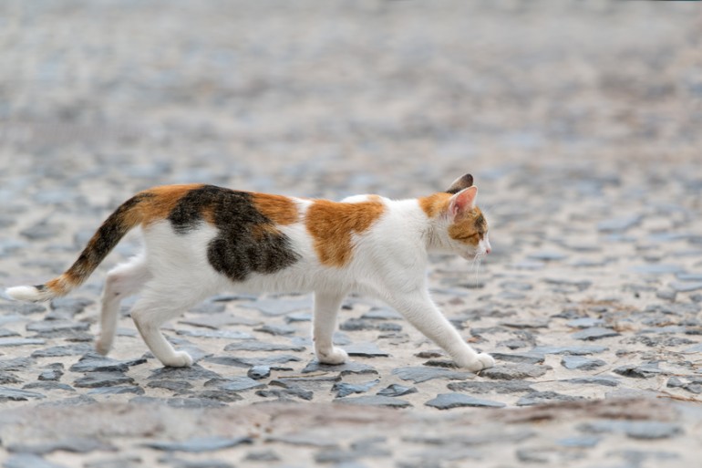 ブームは繰り返す 猫のしっぽが短い理由と江戸時代の猫ブーム みんなのペットライフ