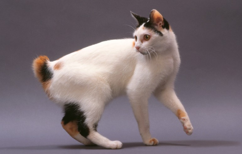 ブームは繰り返す！ 猫のしっぽが短い理由と江戸時代の猫ブーム 