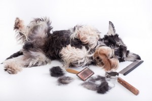 愛犬のサマーカットを考えている飼い主さん そのカット 本当に大丈夫 みんなのペットライフ