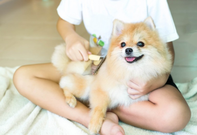 愛犬のサマーカットを考えている飼い主さん そのカット 本当に大丈夫 みんなのペットライフ