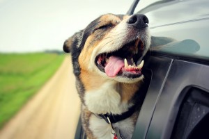 愛犬のサマーカットを考えている飼い主さん そのカット 本当に大丈夫 みんなのペットライフ 愛犬のサマーカットを考えている飼い主さん そのカット 本当に大丈夫 みんなのペットライフ