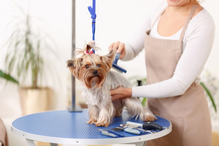 愛犬のサマーカットを考えている飼い主さん そのカット 本当に大丈夫 みんなのペットライフ