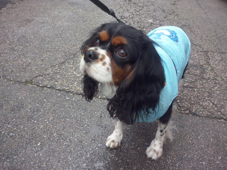 お散歩 インスタグラムでも人気 愛犬との 雨んぽ を楽しもう みんなのペットライフ