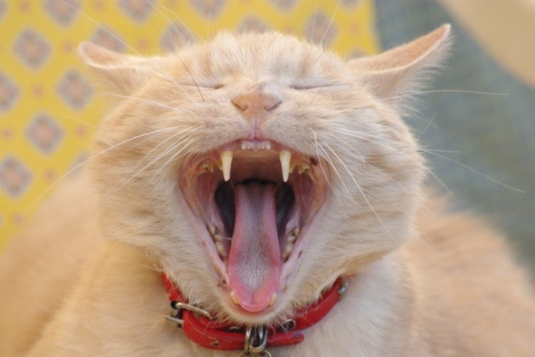 歯磨き嫌いの猫の歯もきれいに 猫の歯磨きを習慣化する4ステップ みんなのペットライフ