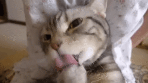 甘えん坊にゃんこのコテツくん 飼い主さんの上で毛づくろいタイム みんなのペットライフ 甘えん坊にゃんこのコテツくん 飼い主さんの上で毛づくろいタイム みんなのペットライフ