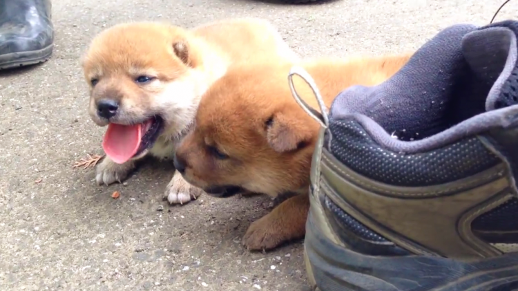 ワクワクお外探検 まんまる姿がとってもカワイイ柴犬の赤ちゃんたち みんなのペットライフ