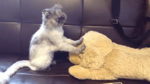 気持ちいいニャ 大好きなぬいぐるみにふみふみマッサージしてあげるねこちゃん みんなのペットライフ 気持ちいいニャ 大好きなぬいぐるみにふみふみマッサージしてあげるねこちゃん みんなのペットライフ