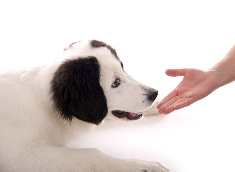 これであなたもテクニシャン 犬が喜ぶ5つのなでポイント みんなのペットライフ