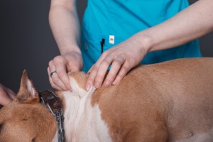 これであなたもテクニシャン 犬が喜ぶ5つのなでポイント みんなのペットライフ