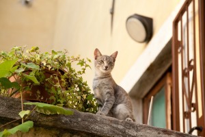 実例も紹介 狭くても大丈夫 猫がゴキゲンになる部屋づくり5つのポイント みんなのペットライフ 実例も紹介 狭くても大丈夫 猫がゴキゲンになる部屋づくり5つのポイント みんなのペットライフ